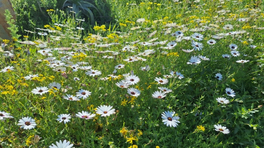 0 Bedroom Property for Sale in Velddrif Western Cape